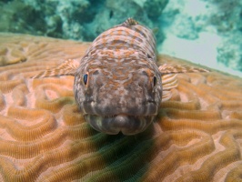 Sand Diver IMG 5884